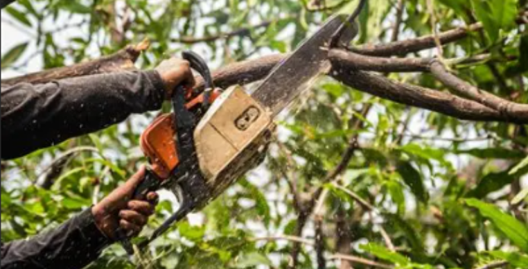 Élagage d'arbre