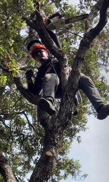 Élagueur RCS encordé dans un arbre