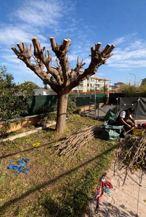 Arbre taillé en tête de chat avec les branches coupées au sol