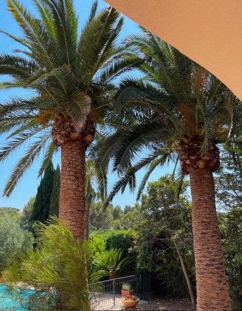 Deux grands palmiers taillés dans un jardin avec piscine