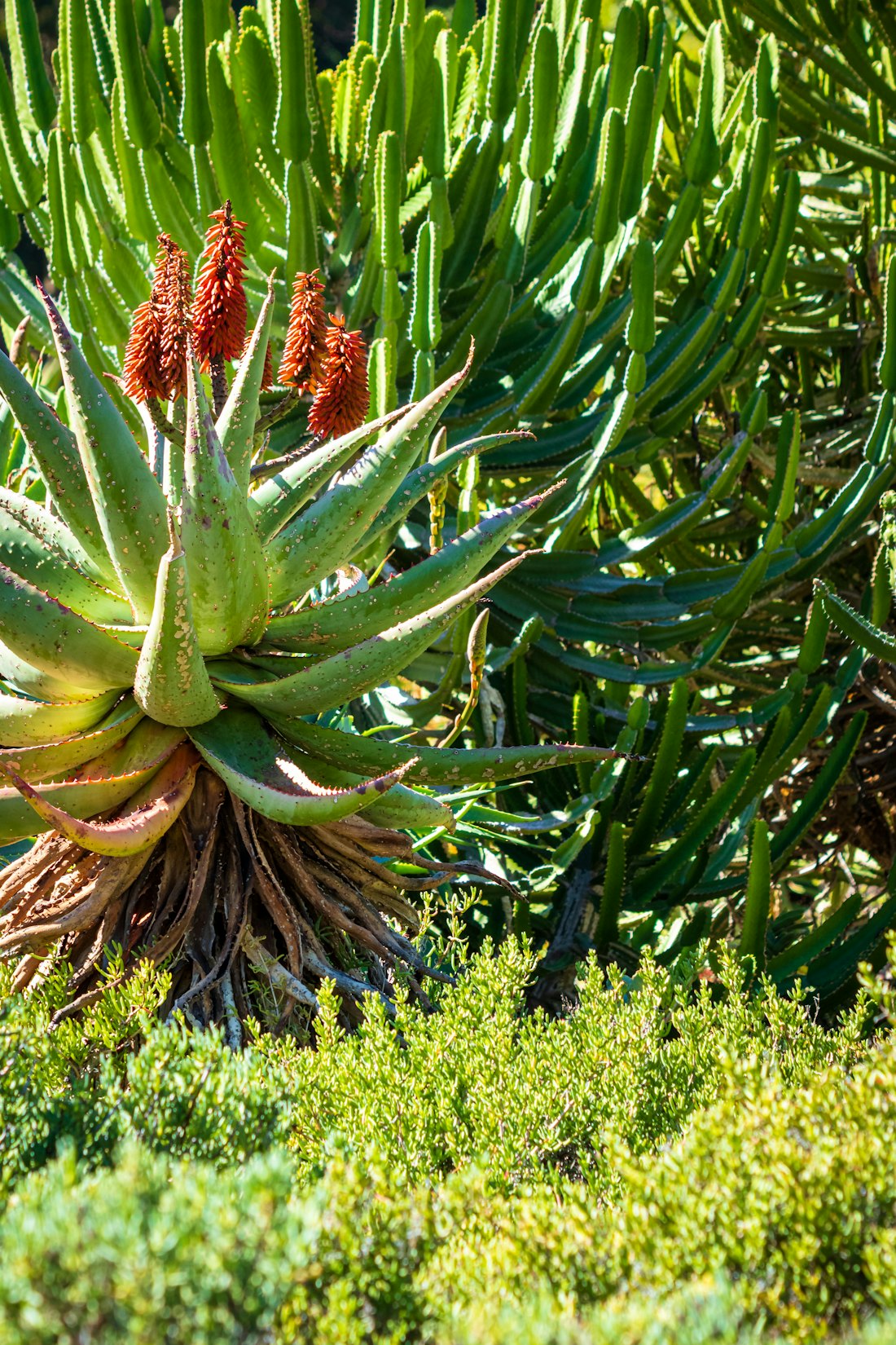 Jardin sec méditerranéen