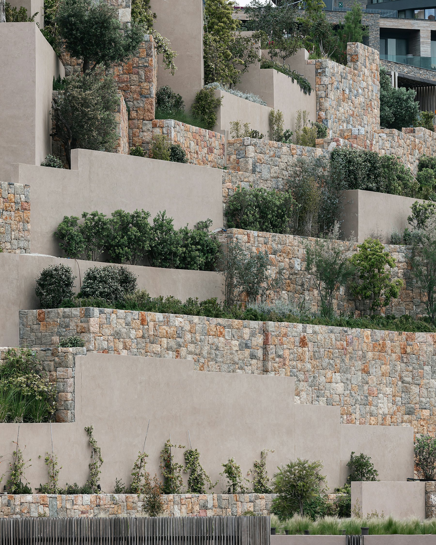 Jardin méditerranéen avec oliviers et lavandes
