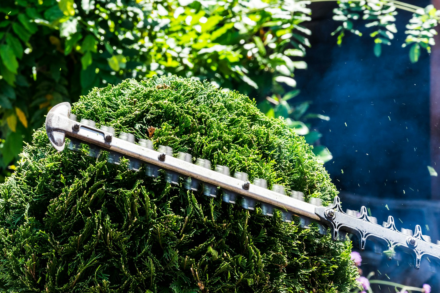 Jardinier taillant une haie